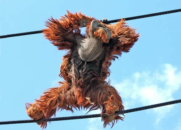 動物図鑑・スマトラオランウータン